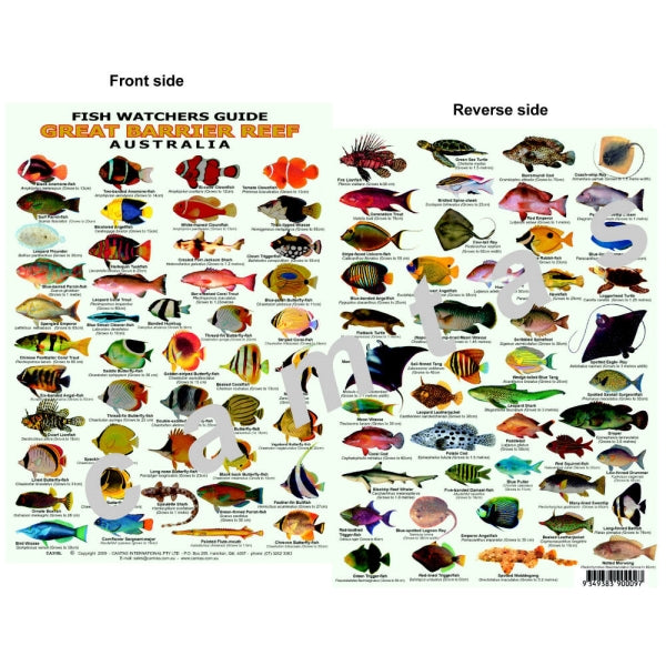 Divers Card Fishwatchers Guide - Great Barrier Reef V2-cd009
